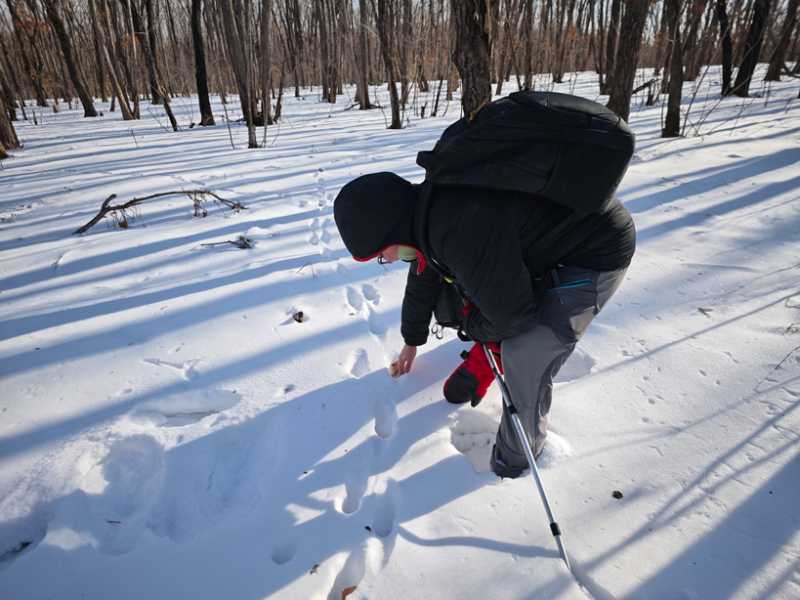 Зимний калейдоскоп глазами волонтера, или как я тигров с леопардами в Приморье фотоловушила. Январь 2026.