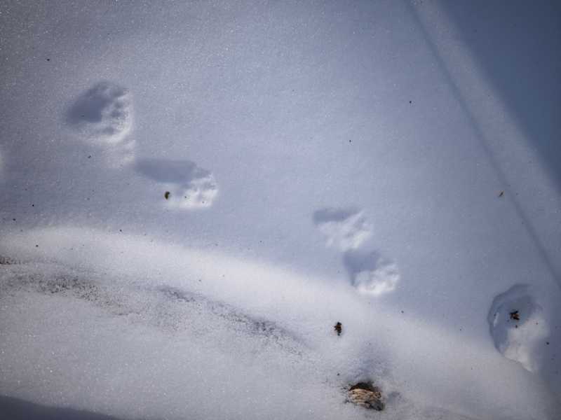 Зимний калейдоскоп глазами волонтера, или как я тигров с леопардами в Приморье фотоловушила. Январь 2026.