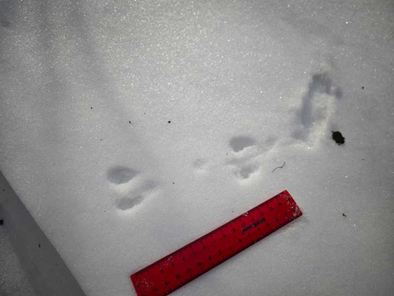 Зимний калейдоскоп глазами волонтера, или как я тигров с леопардами в Приморье фотоловушила. Январь 2026.