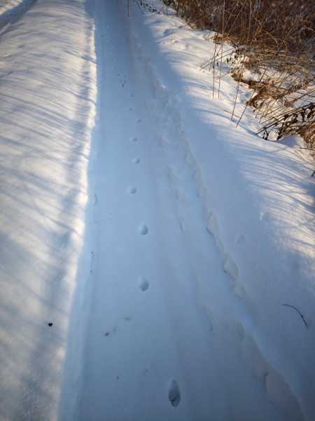 Зимний калейдоскоп глазами волонтера, или как я тигров с леопардами в Приморье фотоловушила. Январь 2026.