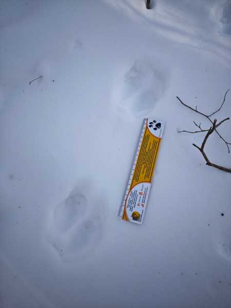 Зимний калейдоскоп глазами волонтера, или как я тигров с леопардами в Приморье фотоловушила. Январь 2026.