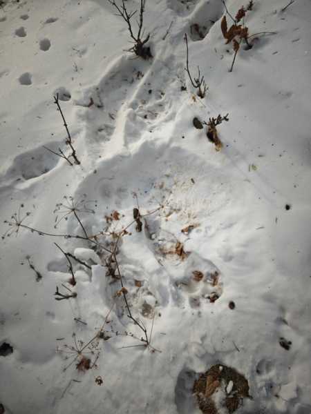 Зимний калейдоскоп глазами волонтера, или как я тигров с леопардами в Приморье фотоловушила. Январь 2026.