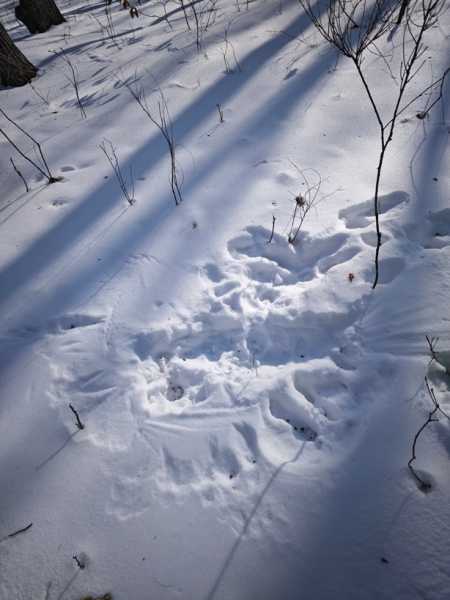 Зимний калейдоскоп глазами волонтера, или как я тигров с леопардами в Приморье фотоловушила. Январь 2026.