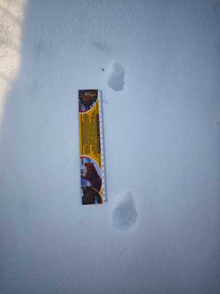 Зимний калейдоскоп глазами волонтера, или как я тигров с леопардами в Приморье фотоловушила. Январь 2026.