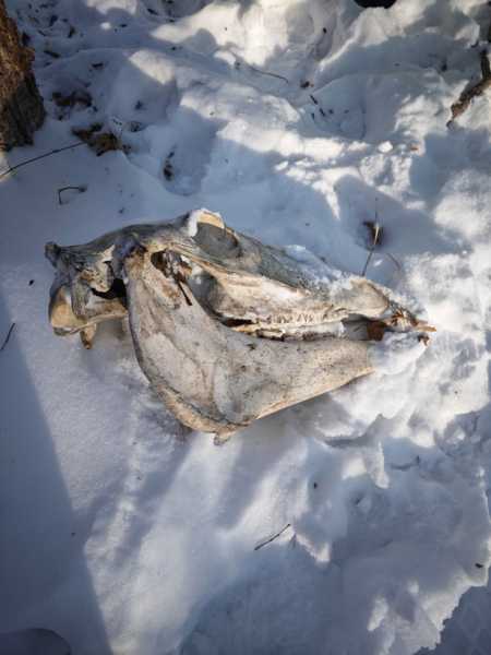 Зимний калейдоскоп глазами волонтера, или как я тигров с леопардами в Приморье фотоловушила. Январь 2026.