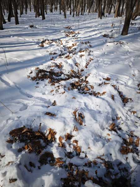 Зимний калейдоскоп глазами волонтера, или как я тигров с леопардами в Приморье фотоловушила. Январь 2026.