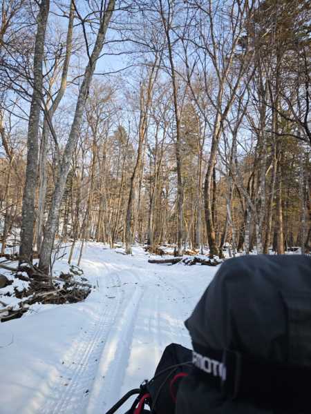 Зимний калейдоскоп глазами волонтера, или как я тигров с леопардами в Приморье фотоловушила. Январь 2026.