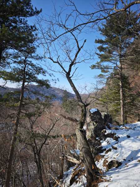 Зимний калейдоскоп глазами волонтера, или как я тигров с леопардами в Приморье фотоловушила. Январь 2026.