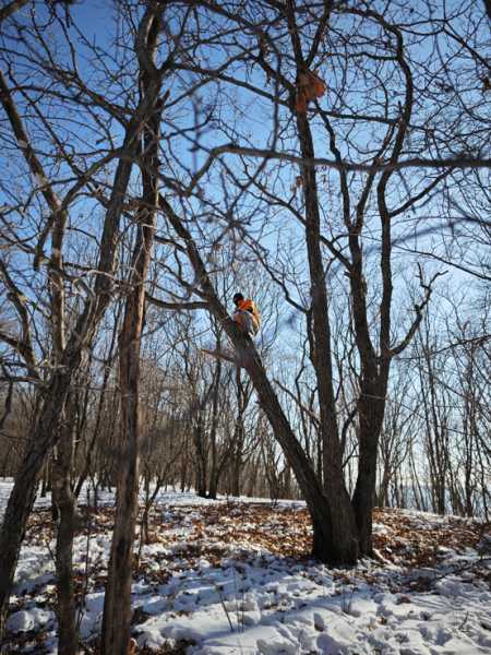 Зимний калейдоскоп глазами волонтера, или как я тигров с леопардами в Приморье фотоловушила. Январь 2026.