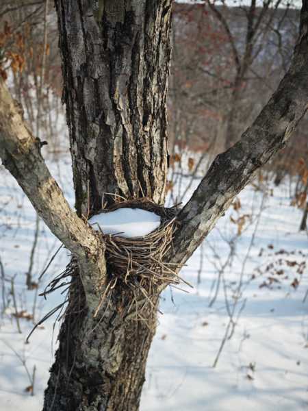Зимний калейдоскоп глазами волонтера, или как я тигров с леопардами в Приморье фотоловушила. Январь 2026.