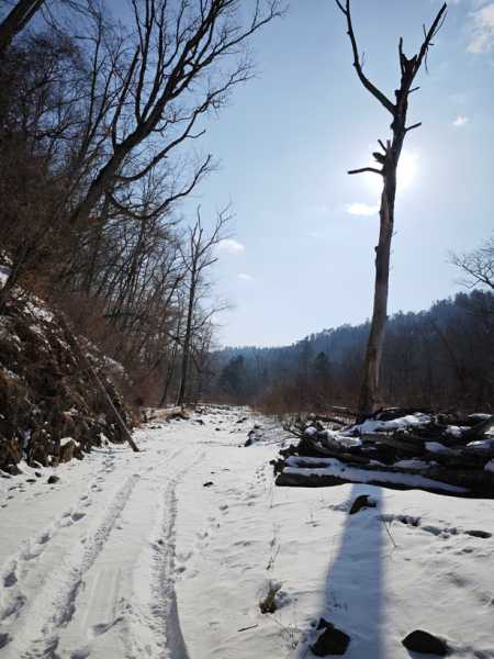 Зимний калейдоскоп глазами волонтера, или как я тигров с леопардами в Приморье фотоловушила. Январь 2026.