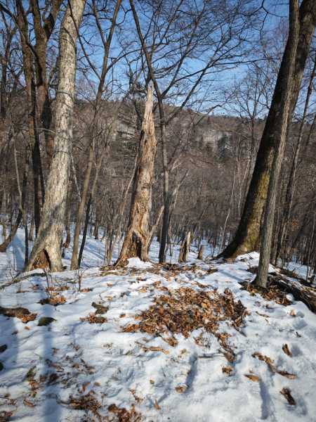 Зимний калейдоскоп глазами волонтера, или как я тигров с леопардами в Приморье фотоловушила. Январь 2026.
