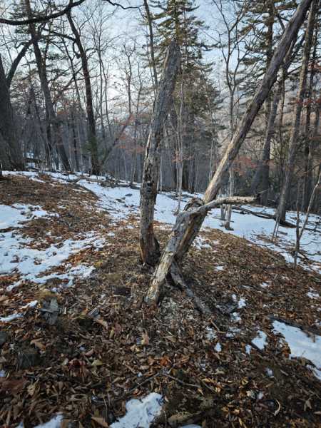Зимний калейдоскоп глазами волонтера, или как я тигров с леопардами в Приморье фотоловушила. Январь 2026.