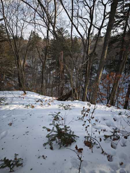 Зимний калейдоскоп глазами волонтера, или как я тигров с леопардами в Приморье фотоловушила. Январь 2026.