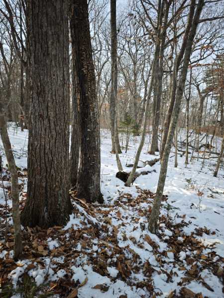 Зимний калейдоскоп глазами волонтера, или как я тигров с леопардами в Приморье фотоловушила. Январь 2026.