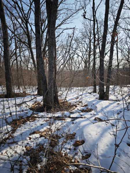 Зимний калейдоскоп глазами волонтера, или как я тигров с леопардами в Приморье фотоловушила. Январь 2026.