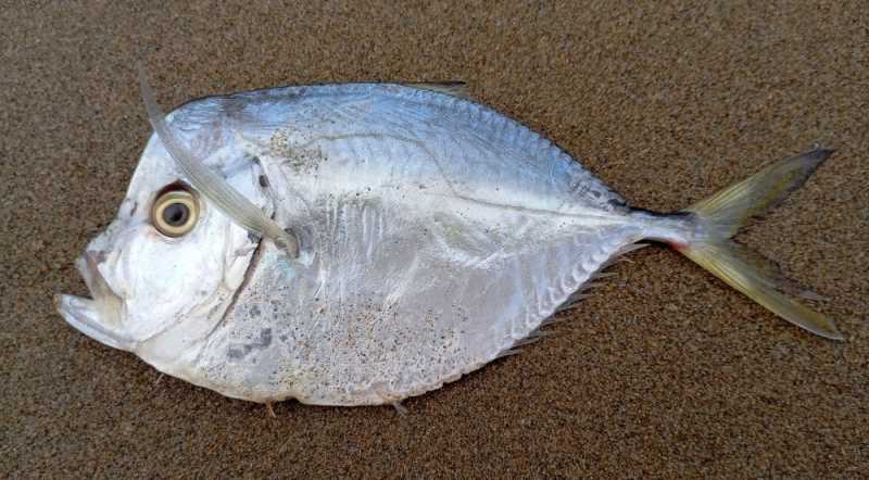 Перу, в натуре! Крайний север, декабрь 2025 – январь 2026