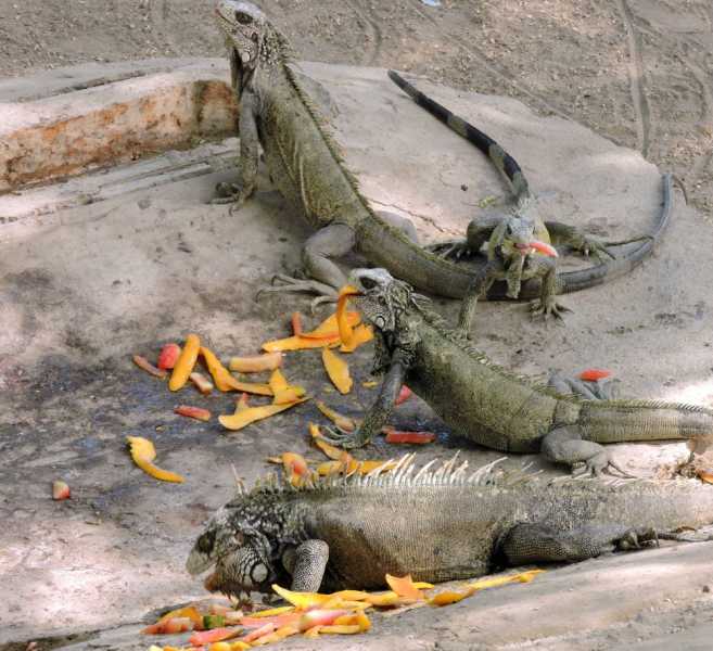 Перу, в натуре! Крайний север, декабрь 2025 – январь 2026