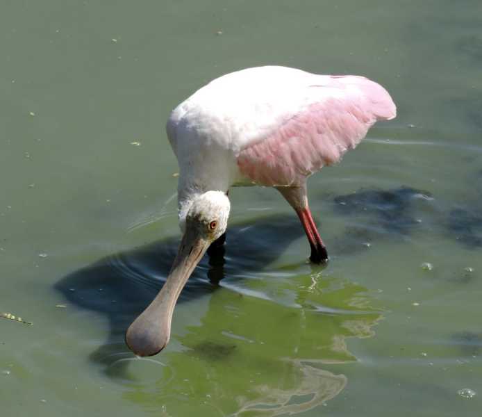 Перу, в натуре! Крайний север, декабрь 2025 – январь 2026