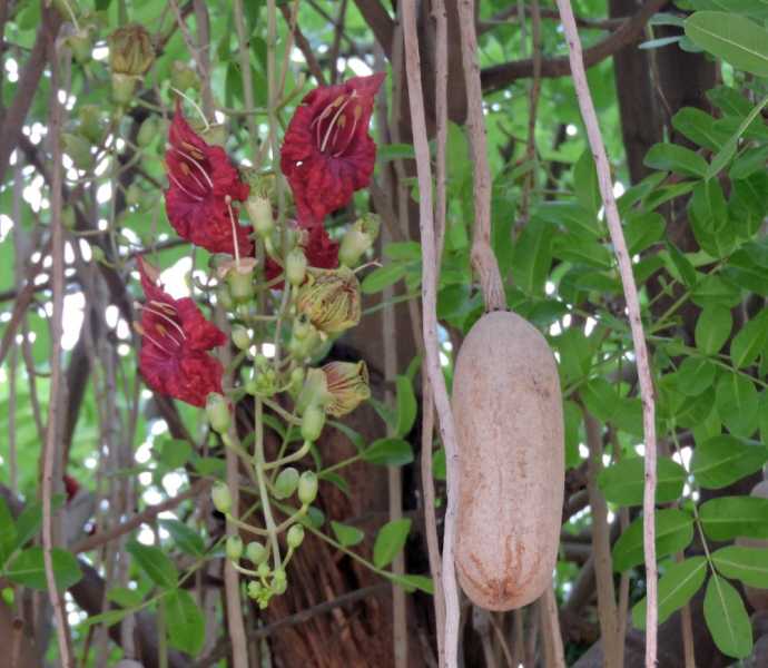 Перу, в натуре! Крайний север, декабрь 2025 – январь 2026