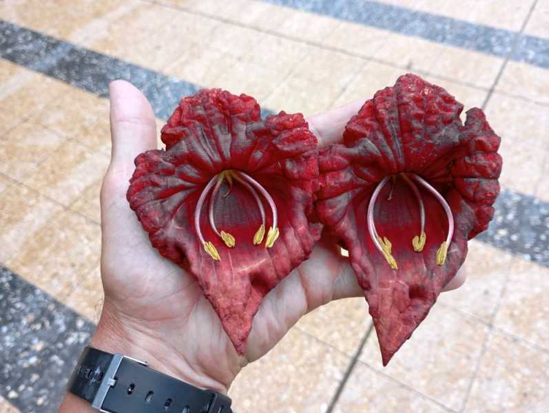 Перу, в натуре! Крайний север, декабрь 2025 – январь 2026