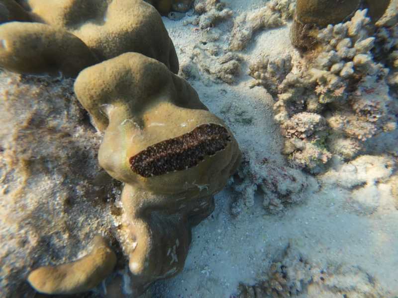 Ко Липе снорк, январь 2026