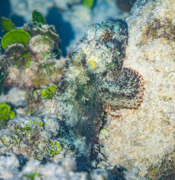 Ко Липе снорк, январь 2026