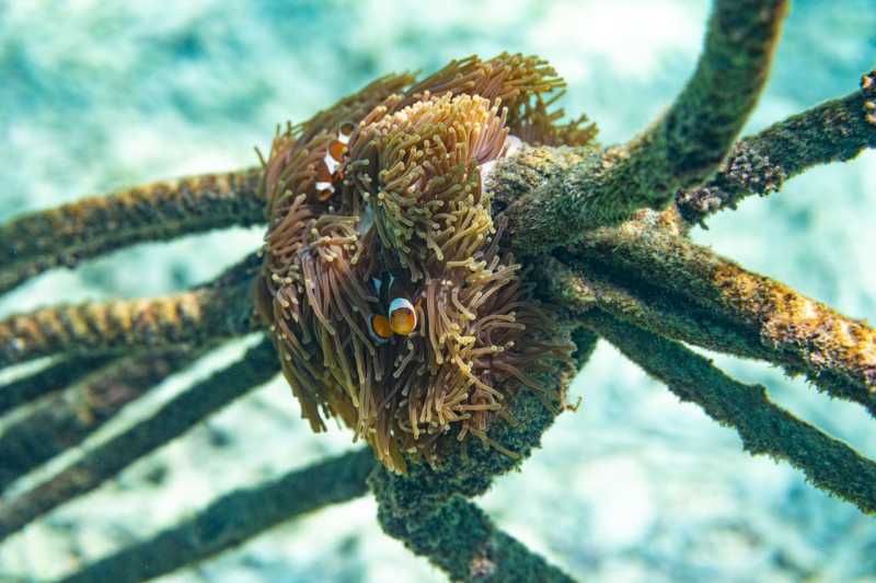 Ко Липе снорк, январь 2026