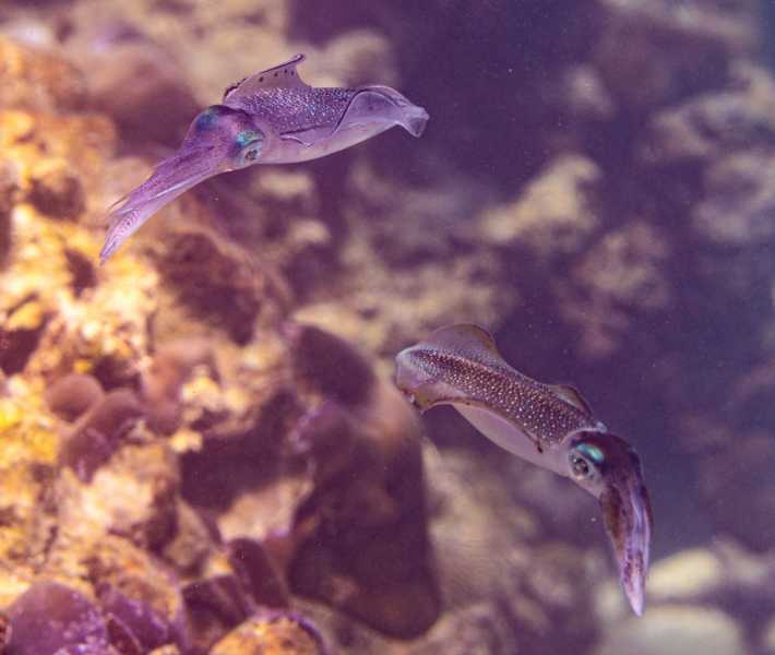 Ко Липе снорк, январь 2026