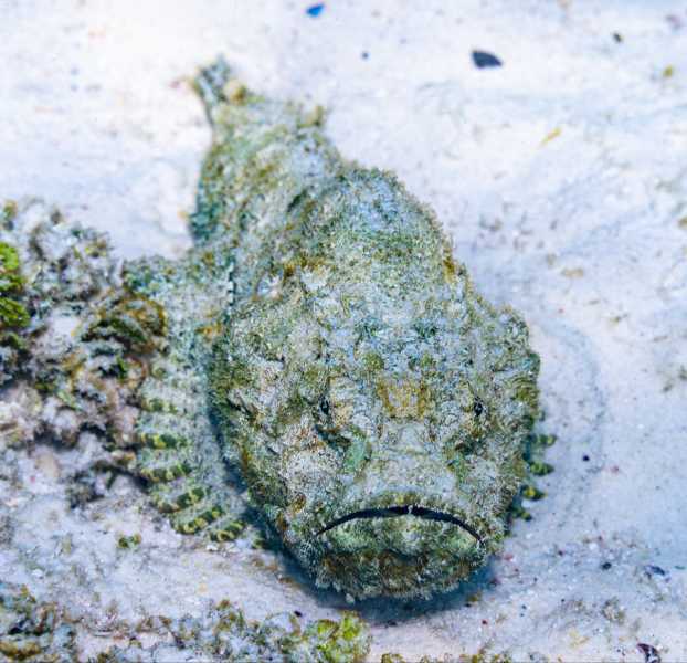 Ко Липе снорк, январь 2026