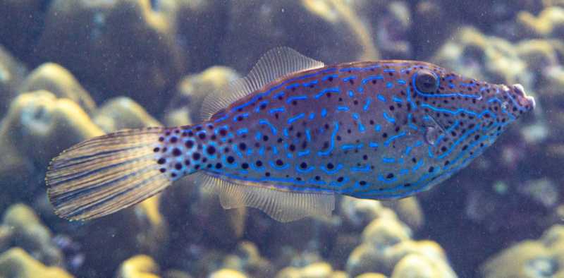 Ко Липе снорк, январь 2026