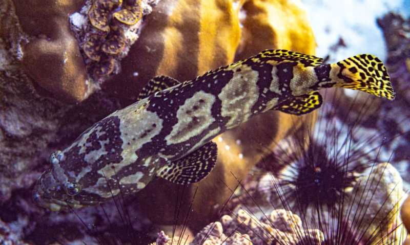 Ко Липе снорк, январь 2026