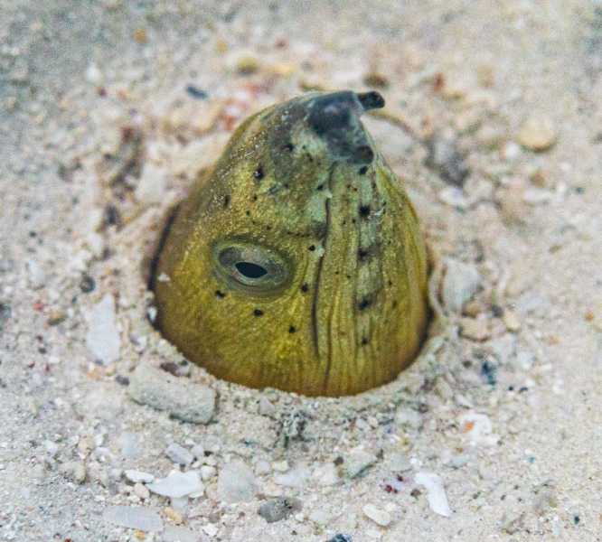 Ко Липе снорк, январь 2026