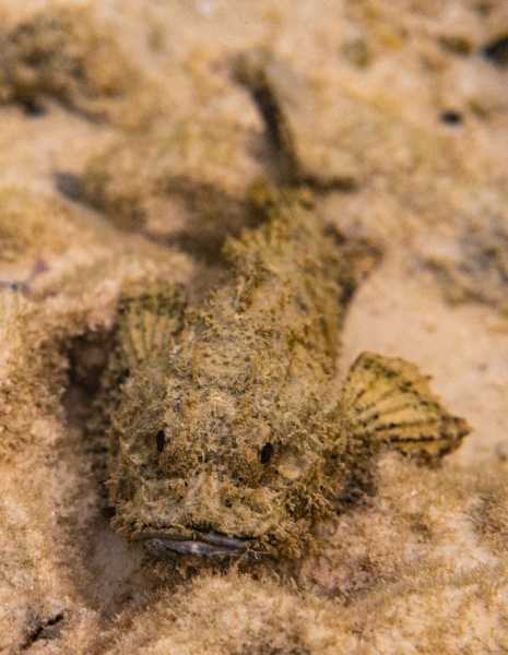 Ко Липе снорк, январь 2026