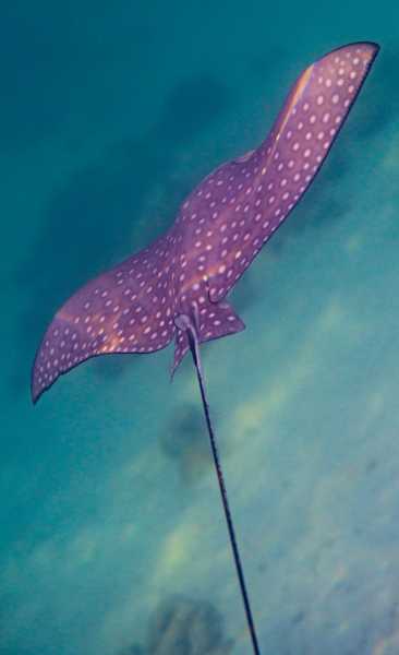 Ко Липе снорк, январь 2026