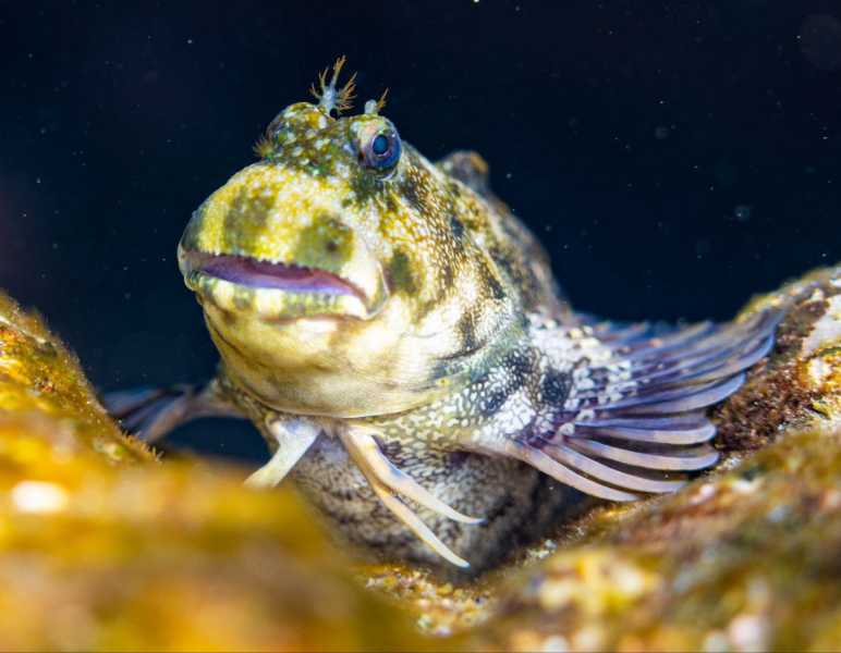 Ко Липе снорк, январь 2026