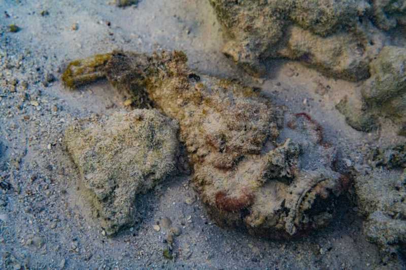 Ко Липе снорк, январь 2026