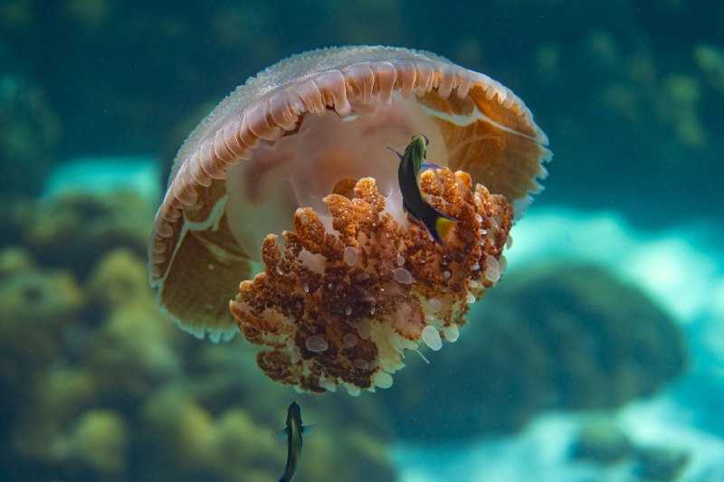 Ко Липе снорк, январь 2026