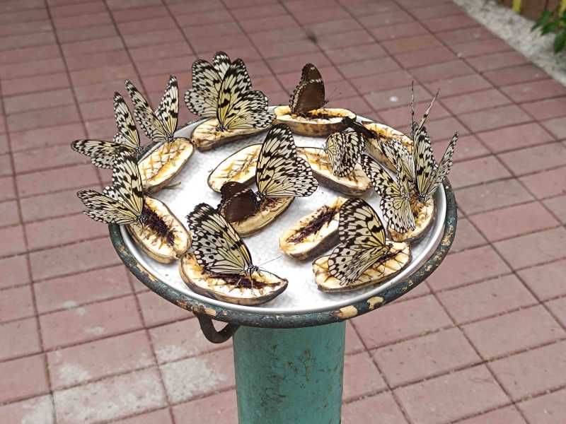 2 кента на филиппинах. Они вернулись. Минданао-Камигин-Себу