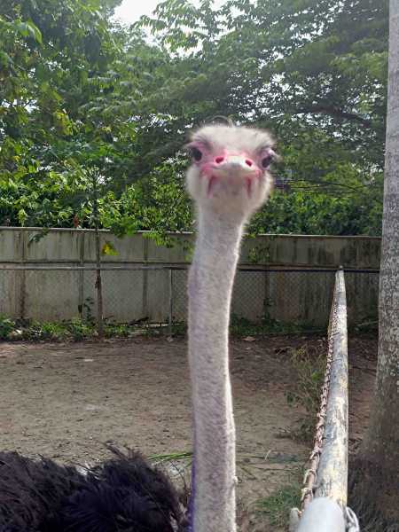 2 кента на филиппинах. Они вернулись. Минданао-Камигин-Себу