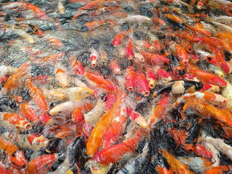 2 кента на филиппинах. Они вернулись. Минданао-Камигин-Себу