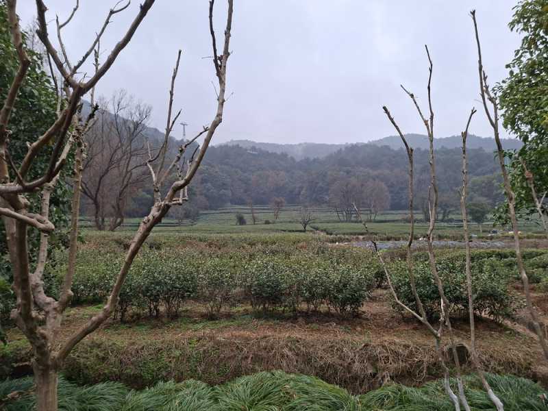 Соло Китай вне сезона: Чунцин + Шанхай (Ханчжоу + Сучжоу)