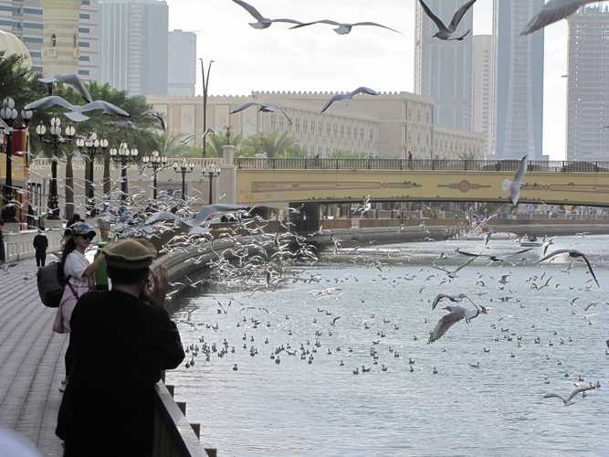 По национальным паркам Кении. Самостоятельно. Бюджетно. Соло. Январь 2026