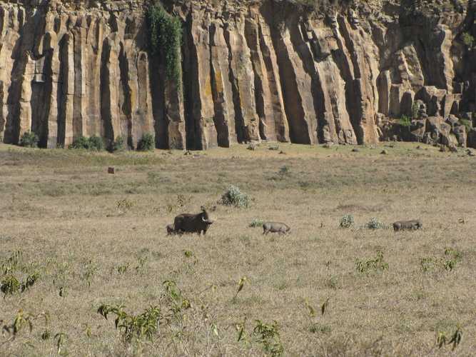 По национальным паркам Кении. Самостоятельно. Бюджетно. Соло. Январь 2026