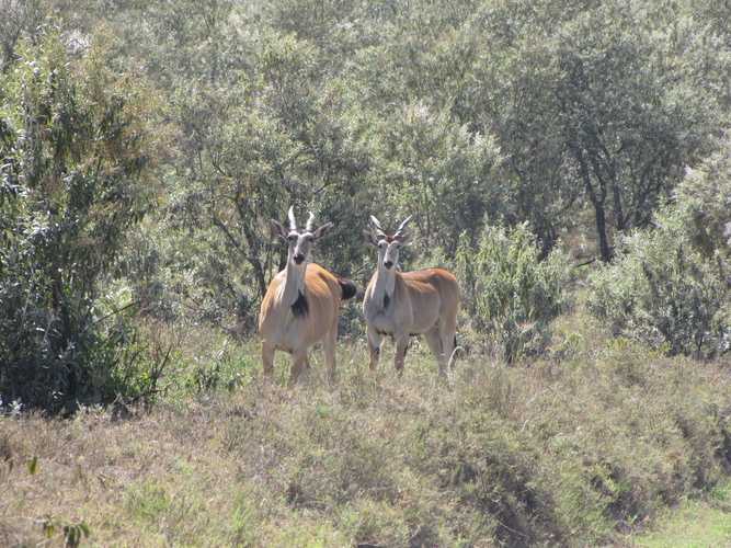 По национальным паркам Кении. Самостоятельно. Бюджетно. Соло. Январь 2026