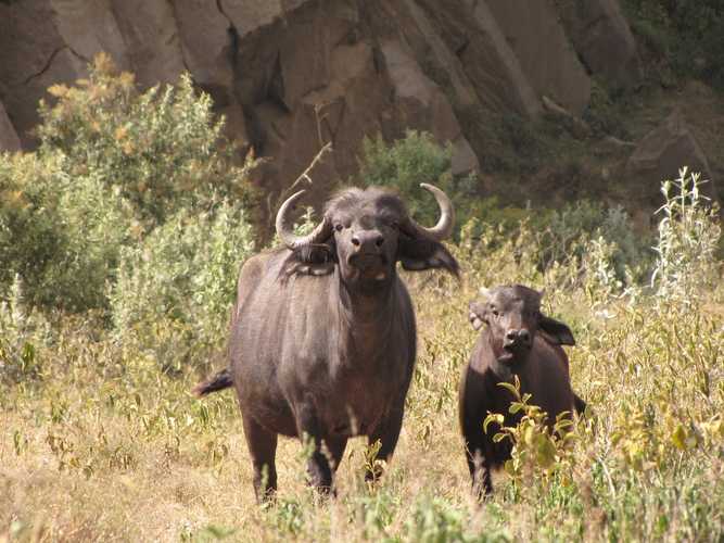 По национальным паркам Кении. Самостоятельно. Бюджетно. Соло. Январь 2026