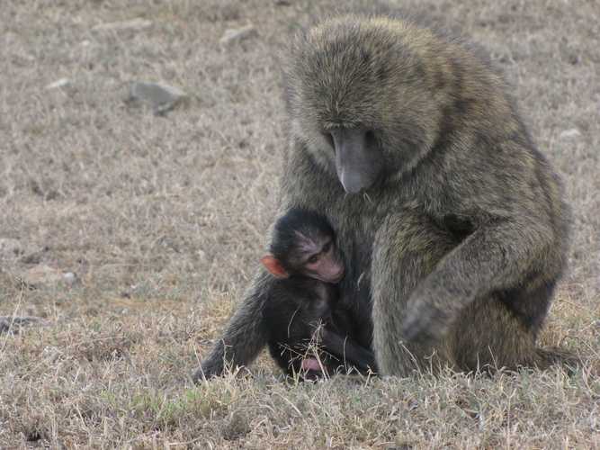 По национальным паркам Кении. Самостоятельно. Бюджетно. Соло. Январь 2026