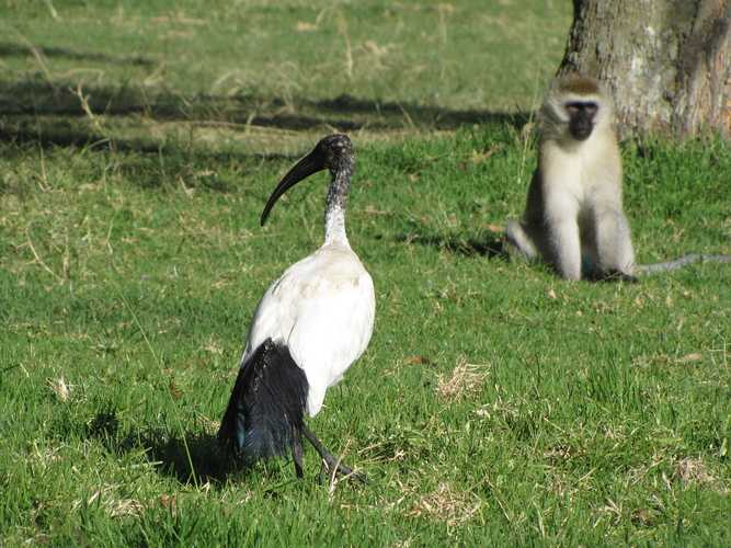 По национальным паркам Кении. Самостоятельно. Бюджетно. Соло. Январь 2026