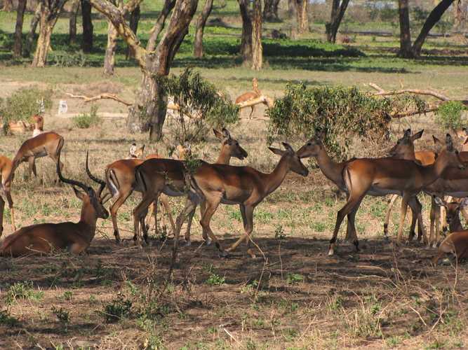 По национальным паркам Кении. Самостоятельно. Бюджетно. Соло. Январь 2026