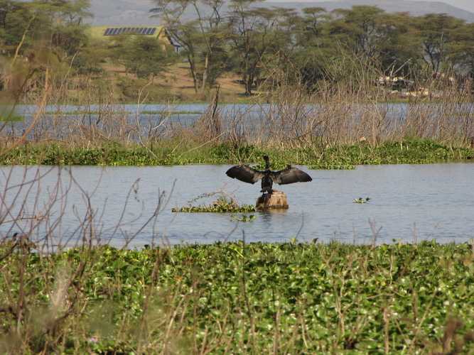По национальным паркам Кении. Самостоятельно. Бюджетно. Соло. Январь 2026